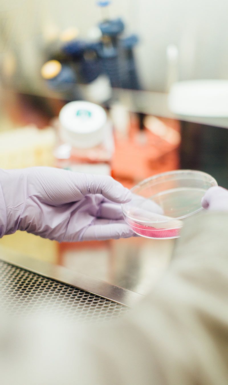 Gloved Hand Holding Petri Dish