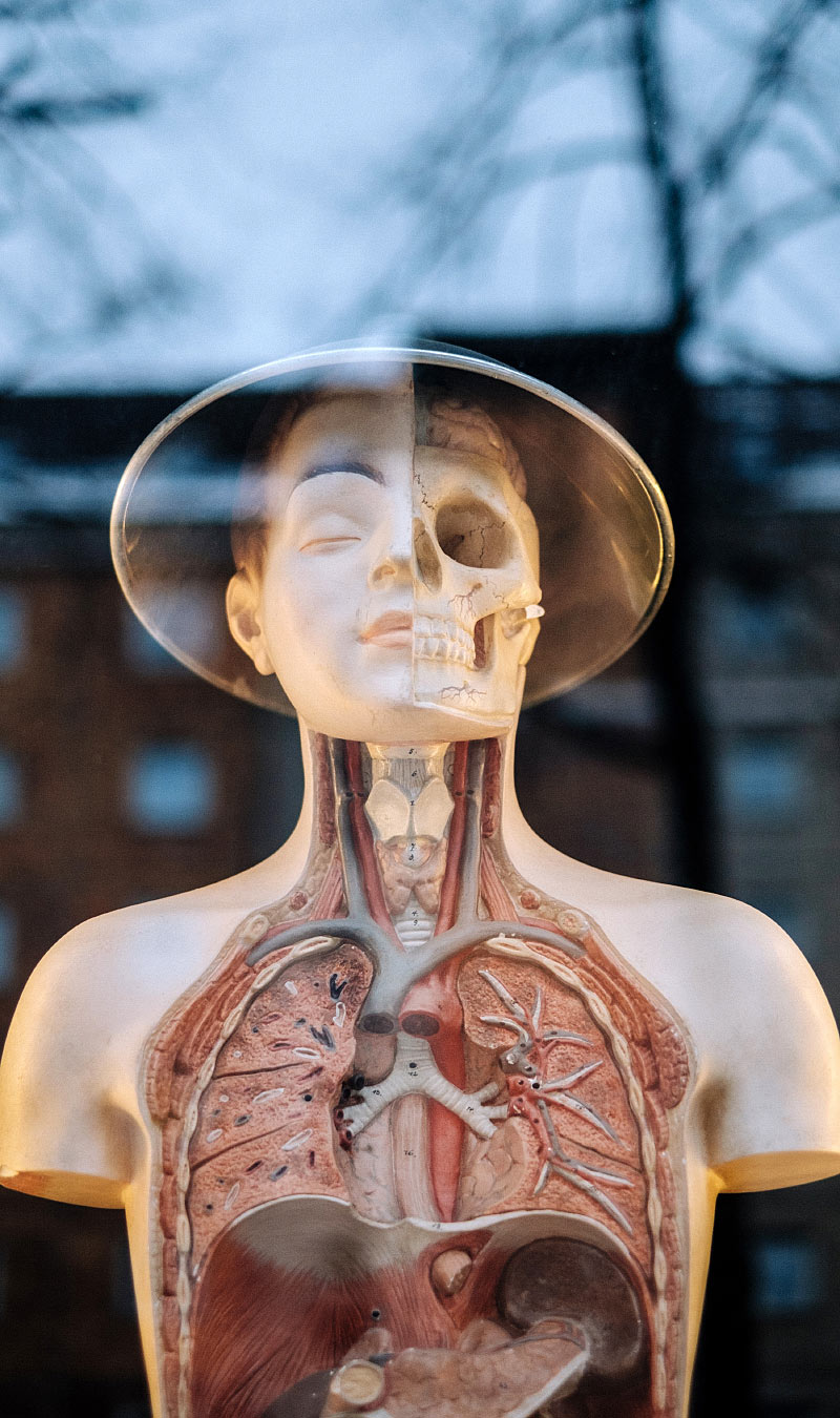 Human Anatomy Model